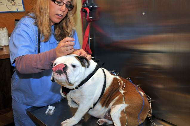 Dr. Ashley Rossman - Pet Acupunture
